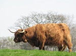 SX05291 Scottish highland cattle.jpg